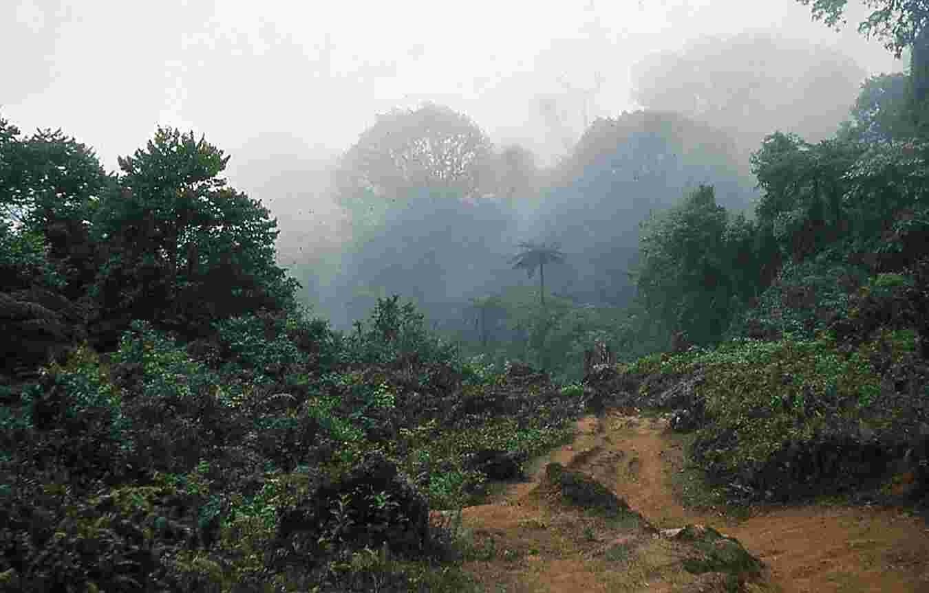 Figure 1.6. Vegetation along the trail from San Mateo Ixtatán to Bulej, May 1965. Photo by author.